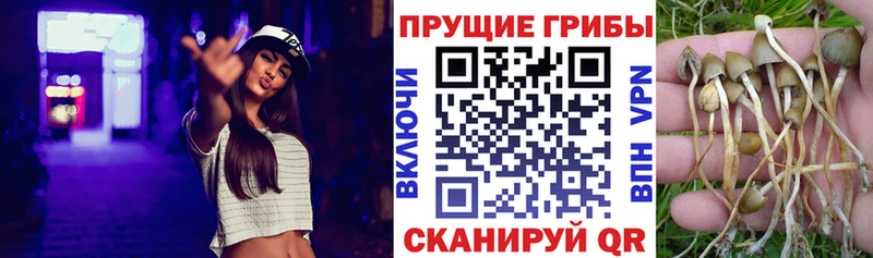 закладки мега ONION Галлюциногенные грибы Psilocybine cubensis Вытегра
